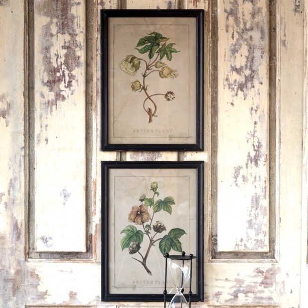 cotton-plant-botanical-prints-set-of-2